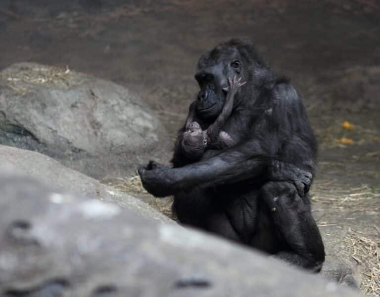 moka with baby gorilla at pittsburgh zoo 9, 2012 02 17