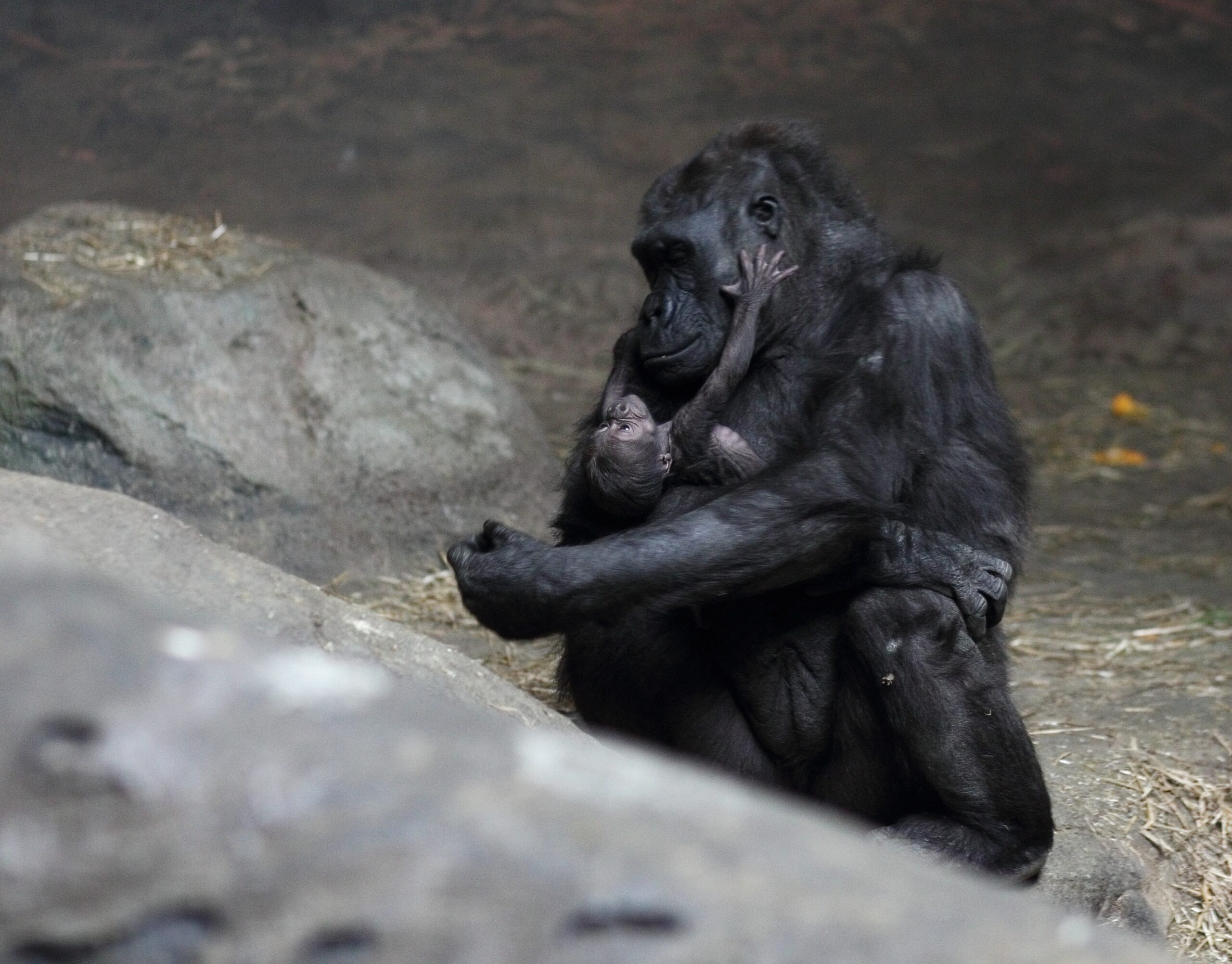 moka with baby gorilla at pittsburgh zoo 9, 2012 02 17
