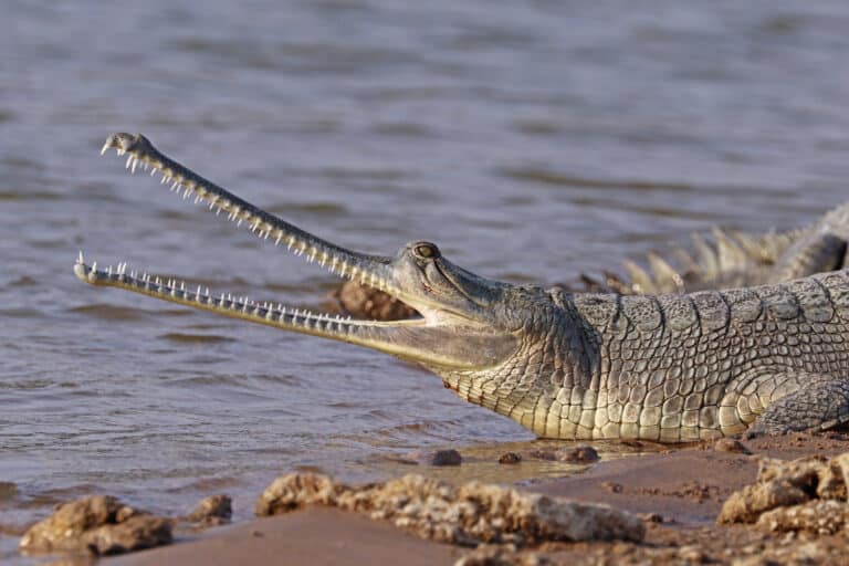 gharial (gavialis gangeticus) female head Gharial