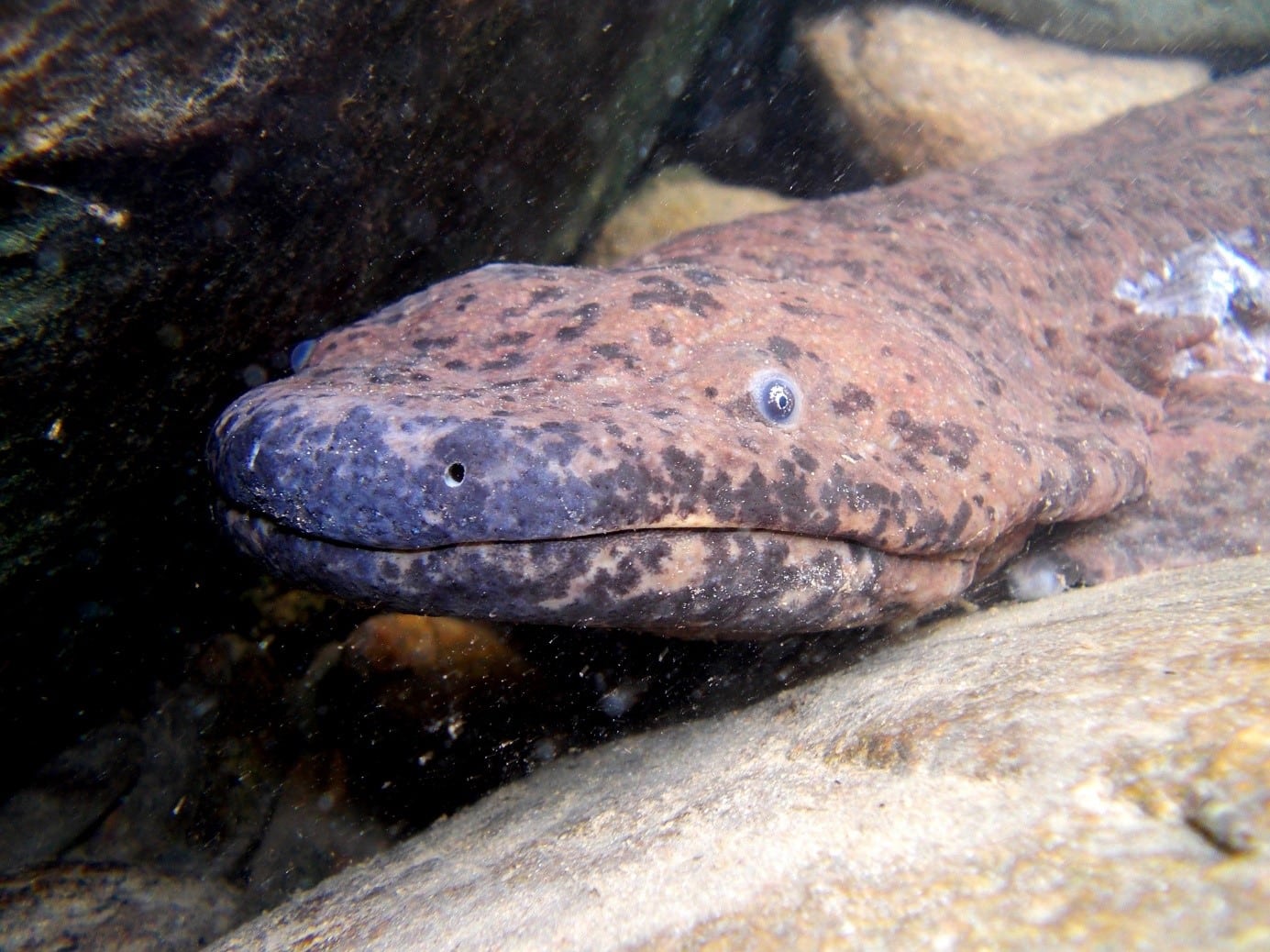 a. davidianus head  Giant Salamander