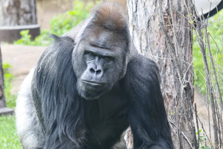 gorilla 2023