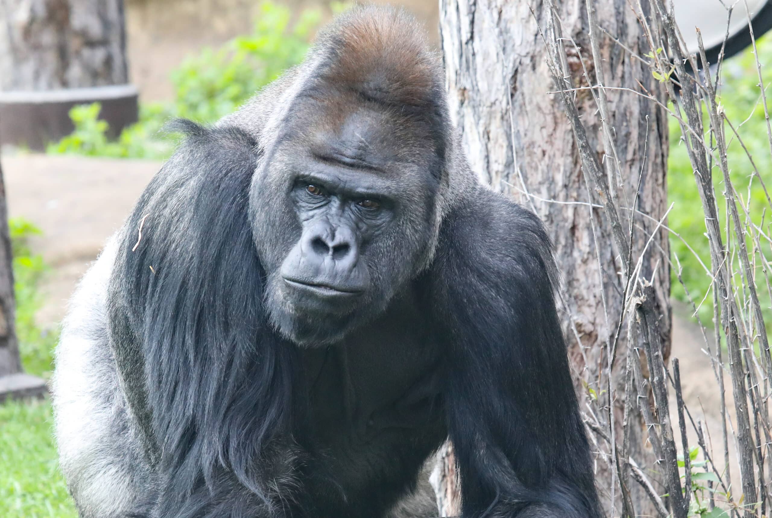 gorilla 2023