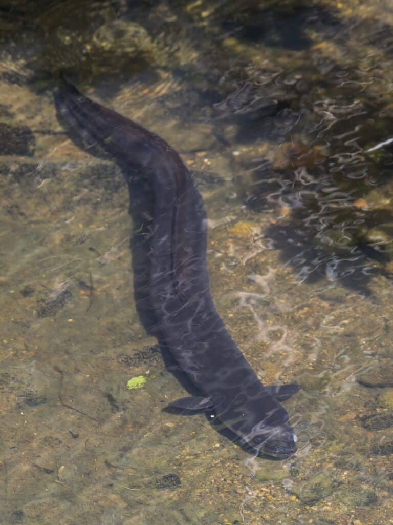 new zealand longfin eel (anguilla dieffenbachii) piha new zealand longfin eel (anguilla dieffenbachii) piha