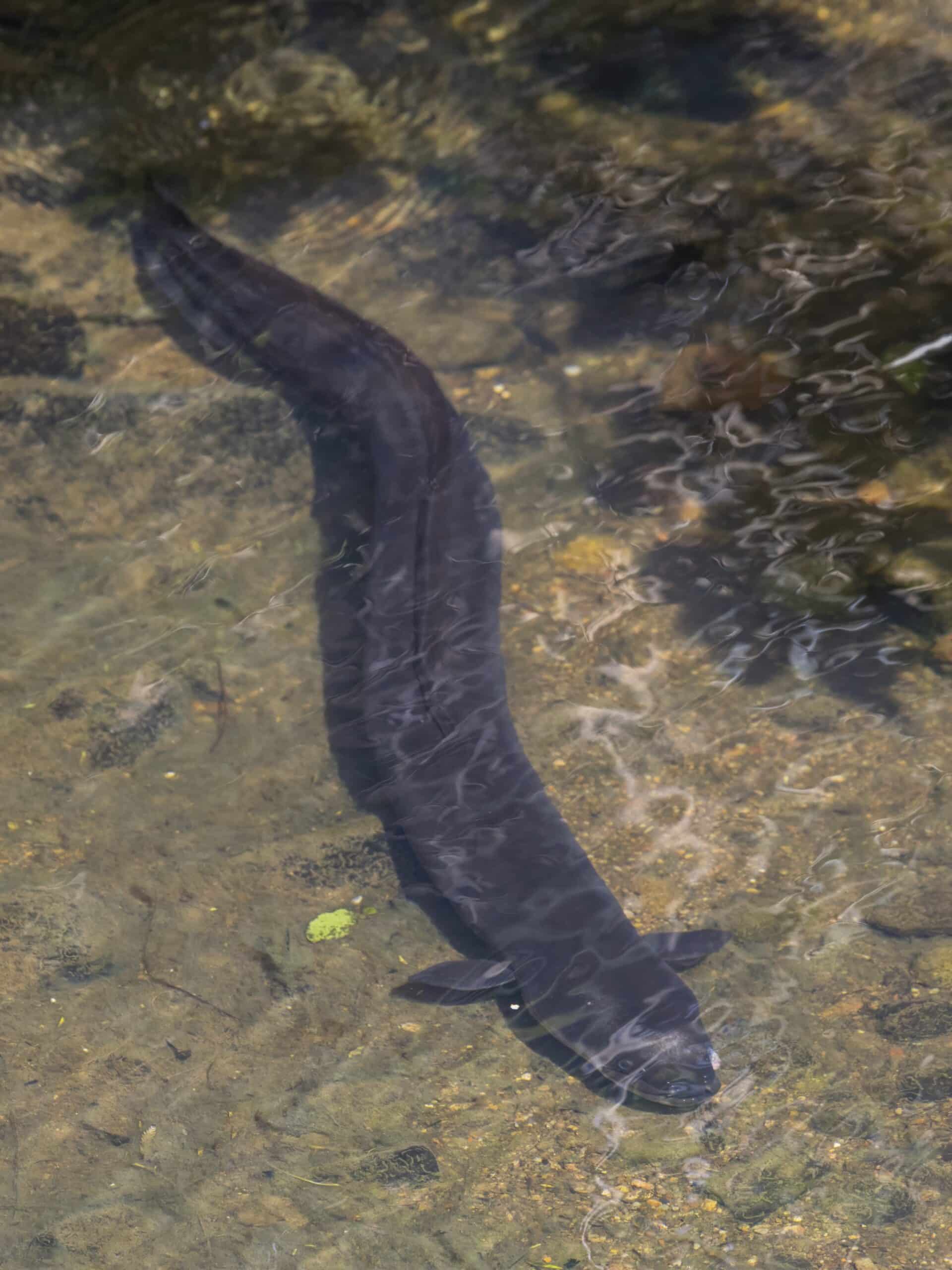 new zealand longfin eel (anguilla dieffenbachii) piha new zealand longfin eel (anguilla dieffenbachii) piha