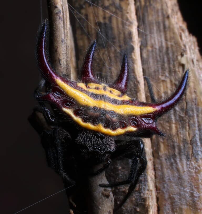 gasteracantha falcicornis (yellow spiked orb weaver spider)