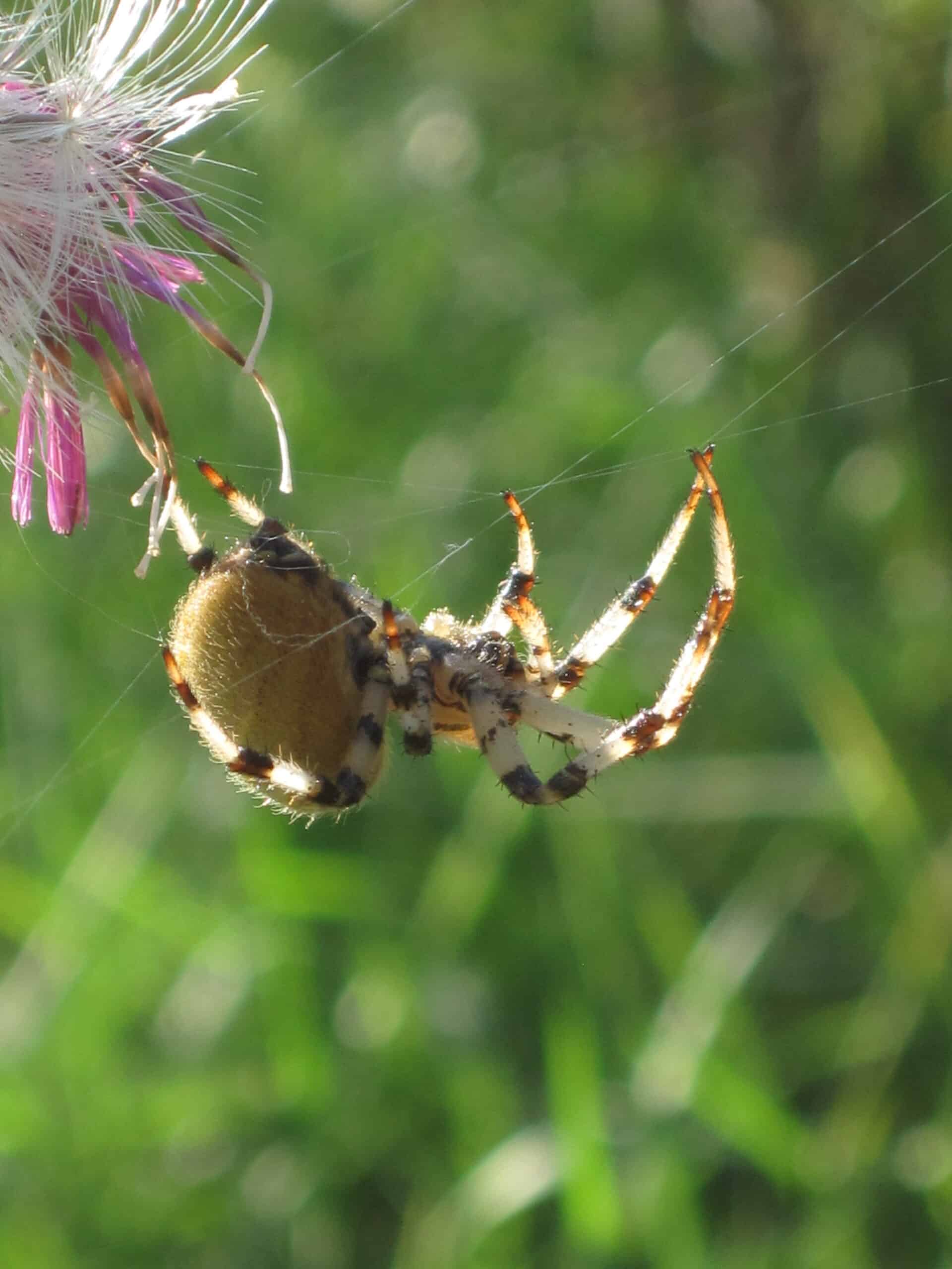 araneus quadratus (four spot orb weaver), arnhem, the netherlands