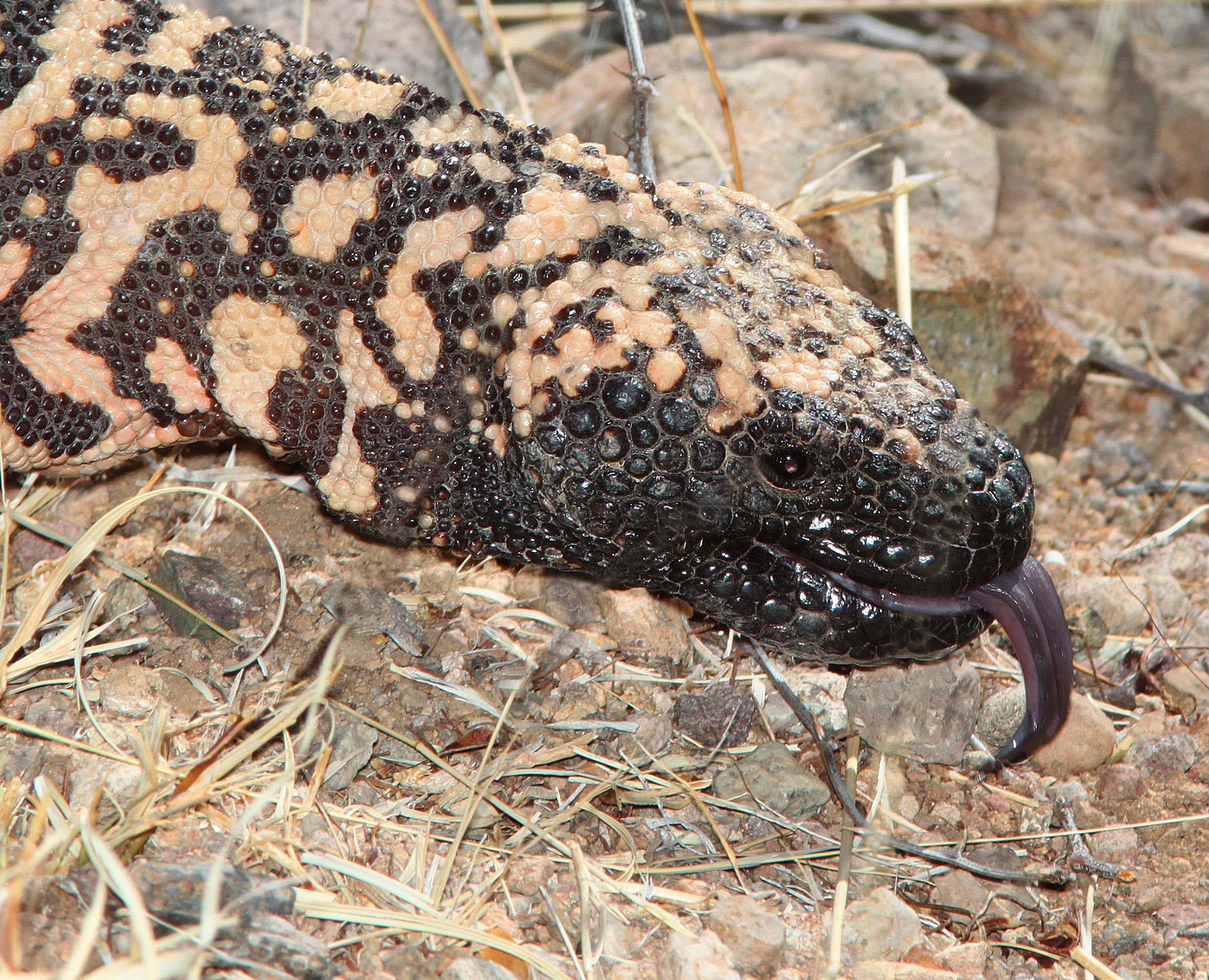 reticulate gila monster (heloderma suspectum suspectum) (5 17 11) patagonia lake, scc, az 03b (5732087040)