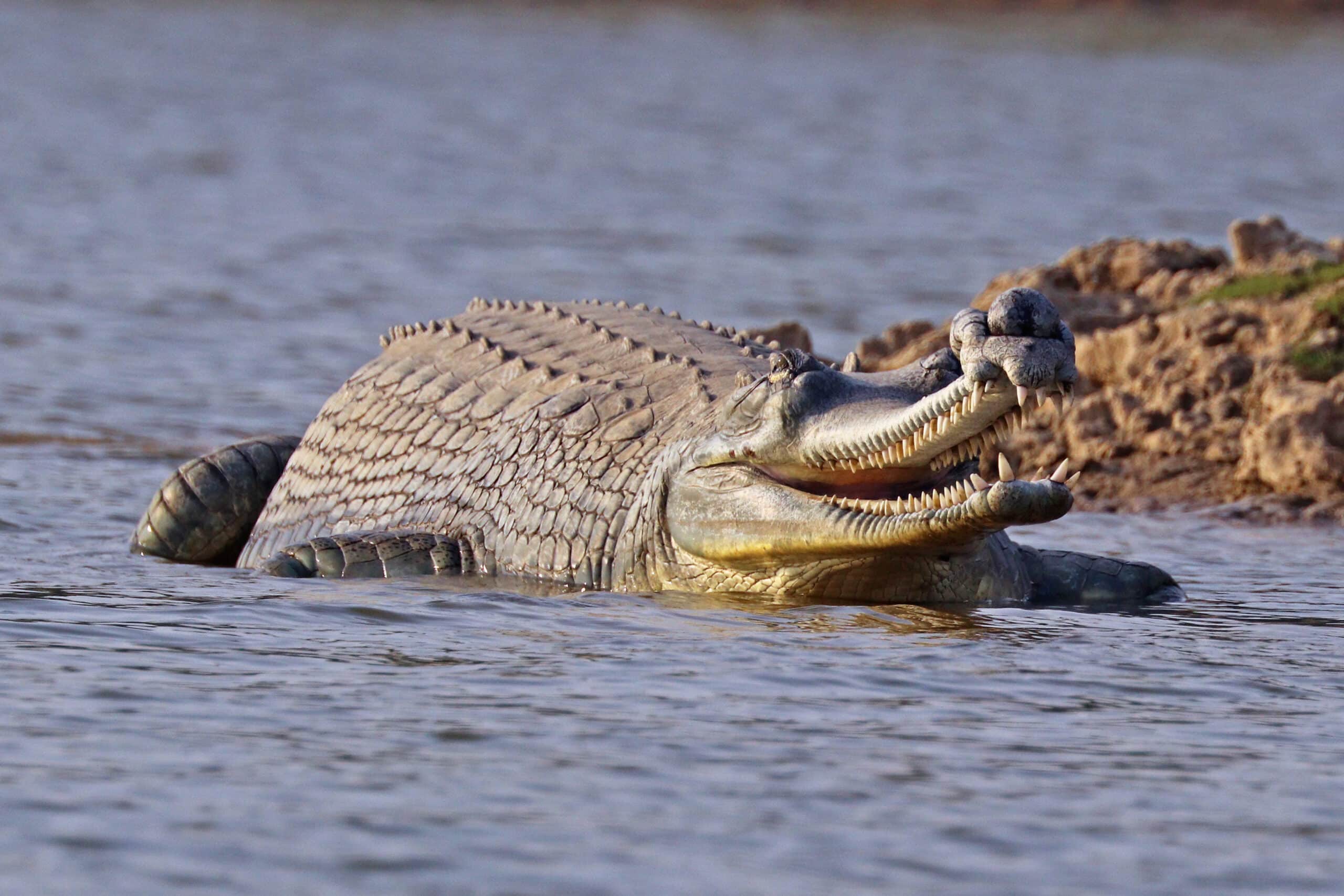 gharial (gavialis gangeticus) male