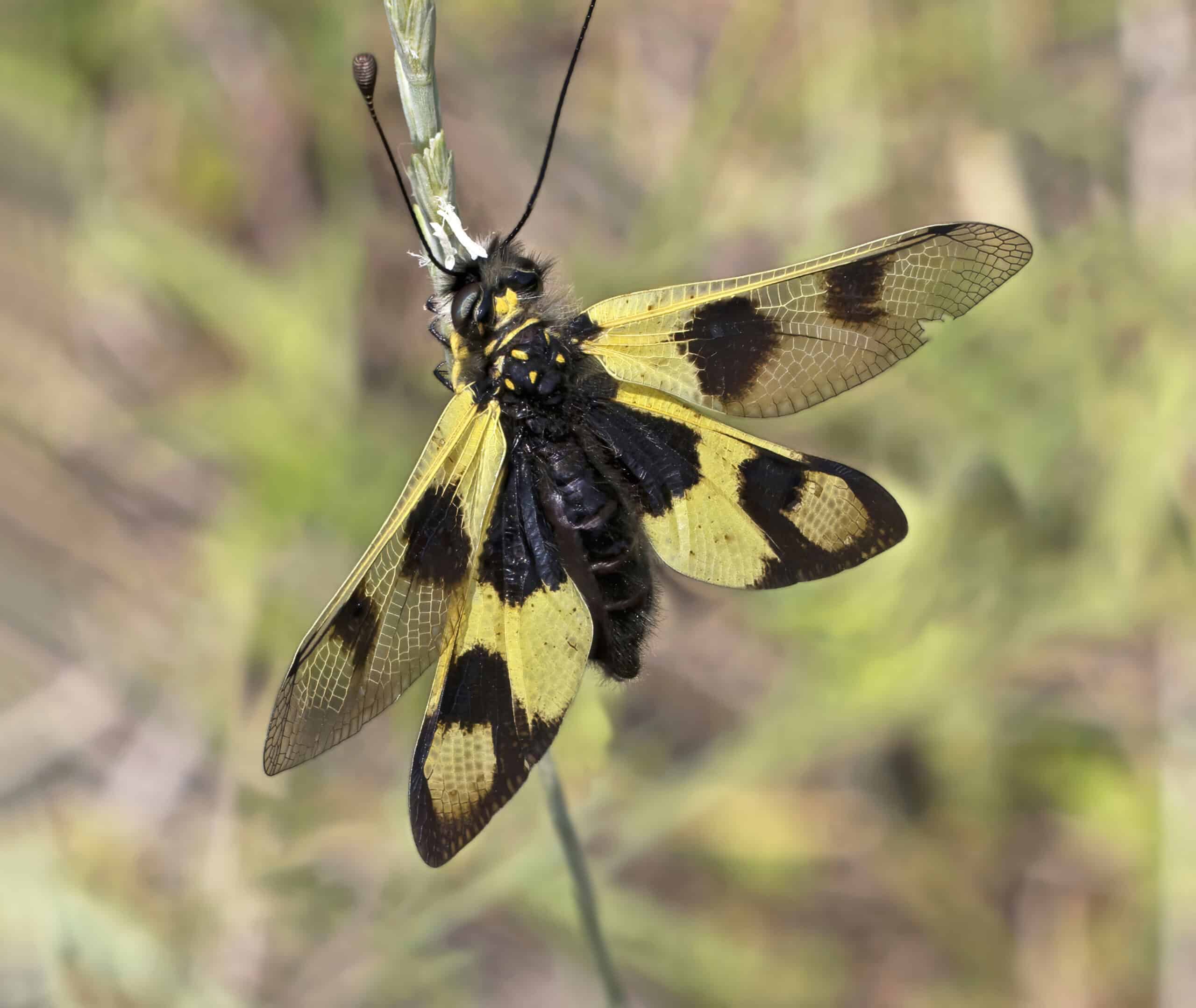 Owlfly (Ascalaphidae)