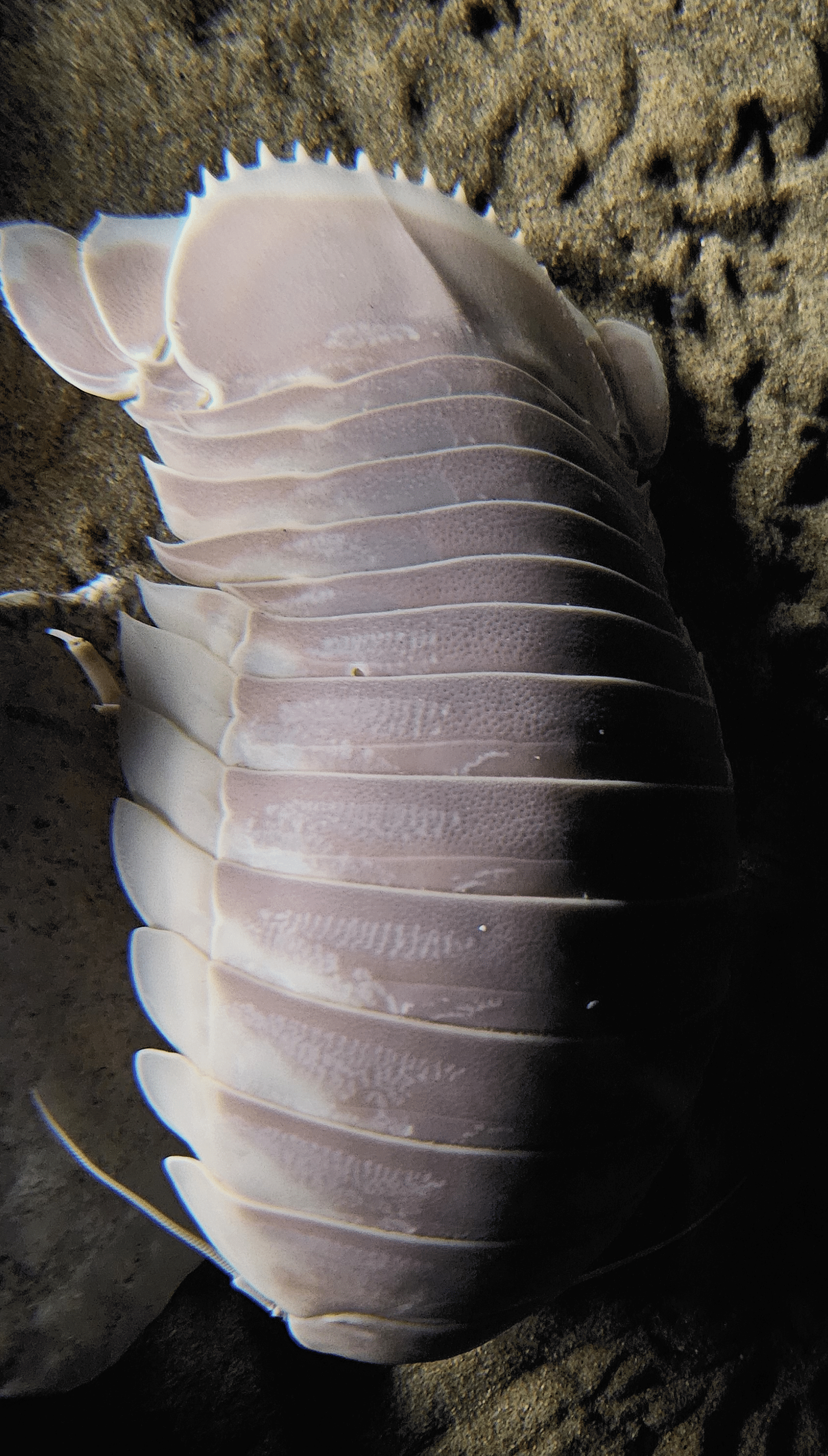 bathynomus giganteus dorsal mba bathynomus giganteus dorsal mba