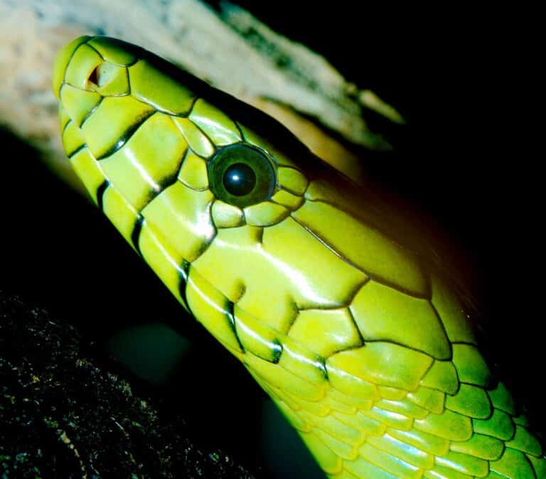 western green mamba (dendroaspis viridis) 1 western green mamba (dendroaspis viridis) 1