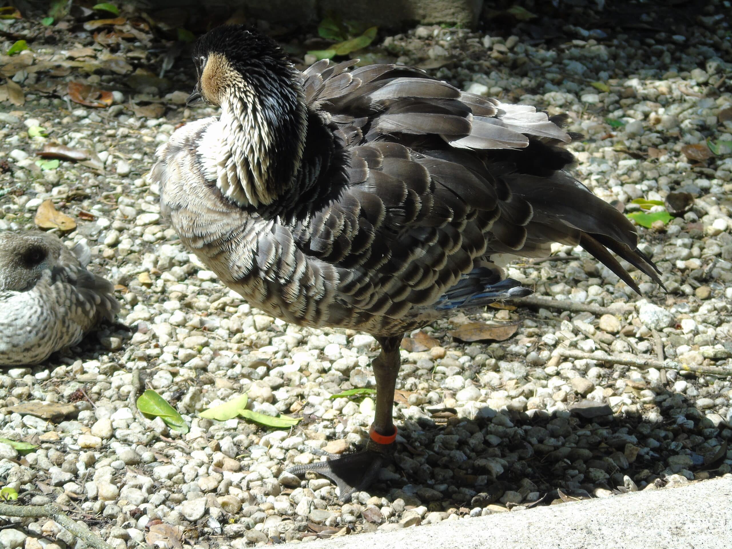 branta sandvicensis.001 lugo branta sandvicensis.001 lugo