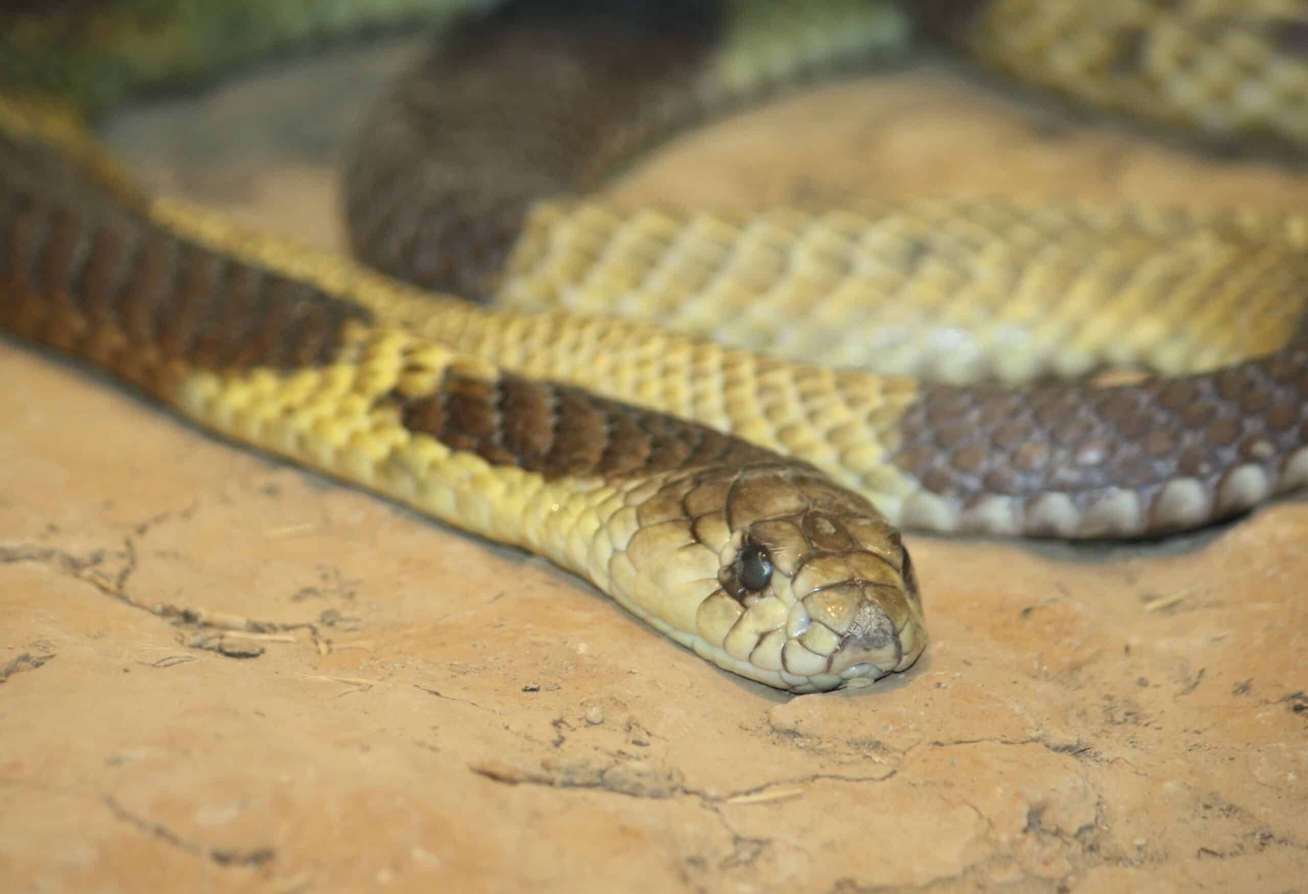 file:egyptian cobra.jpg