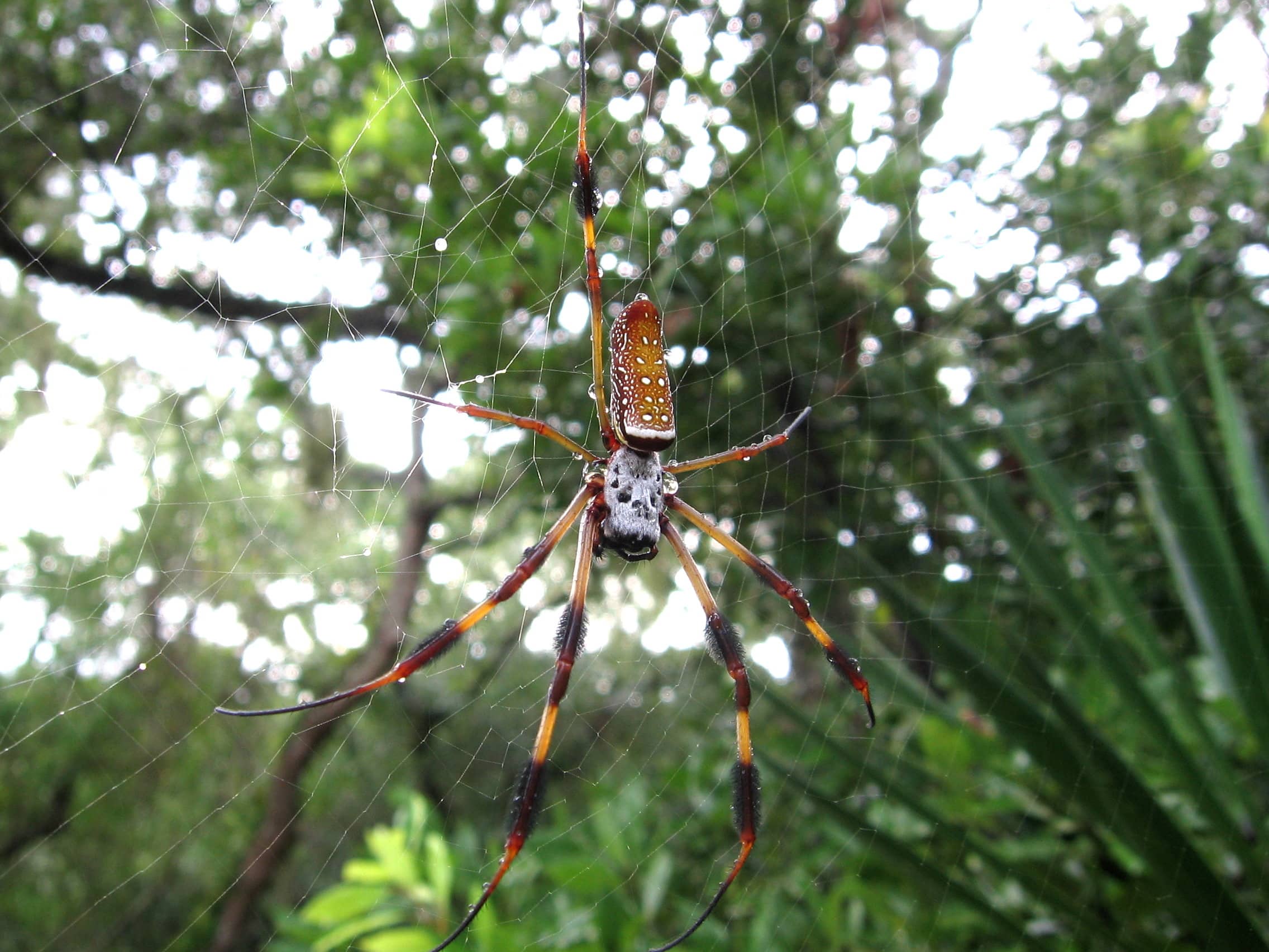 spider golden orb weavers