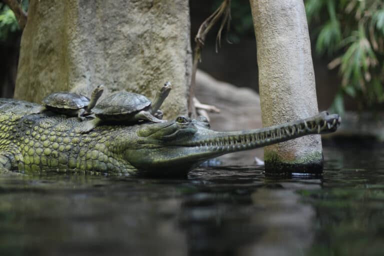 gavialis gangeticus in prague zoo (2)