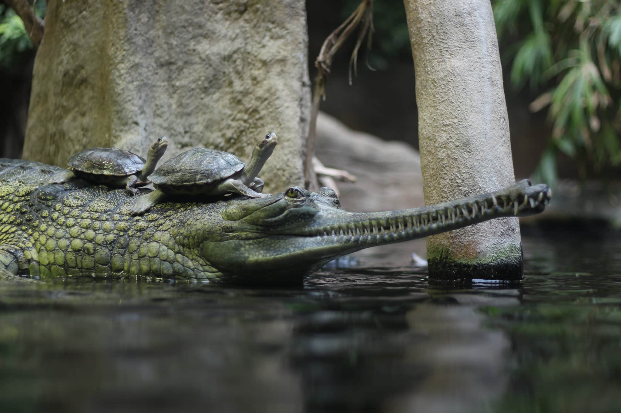 gavialis gangeticus in prague zoo (2)