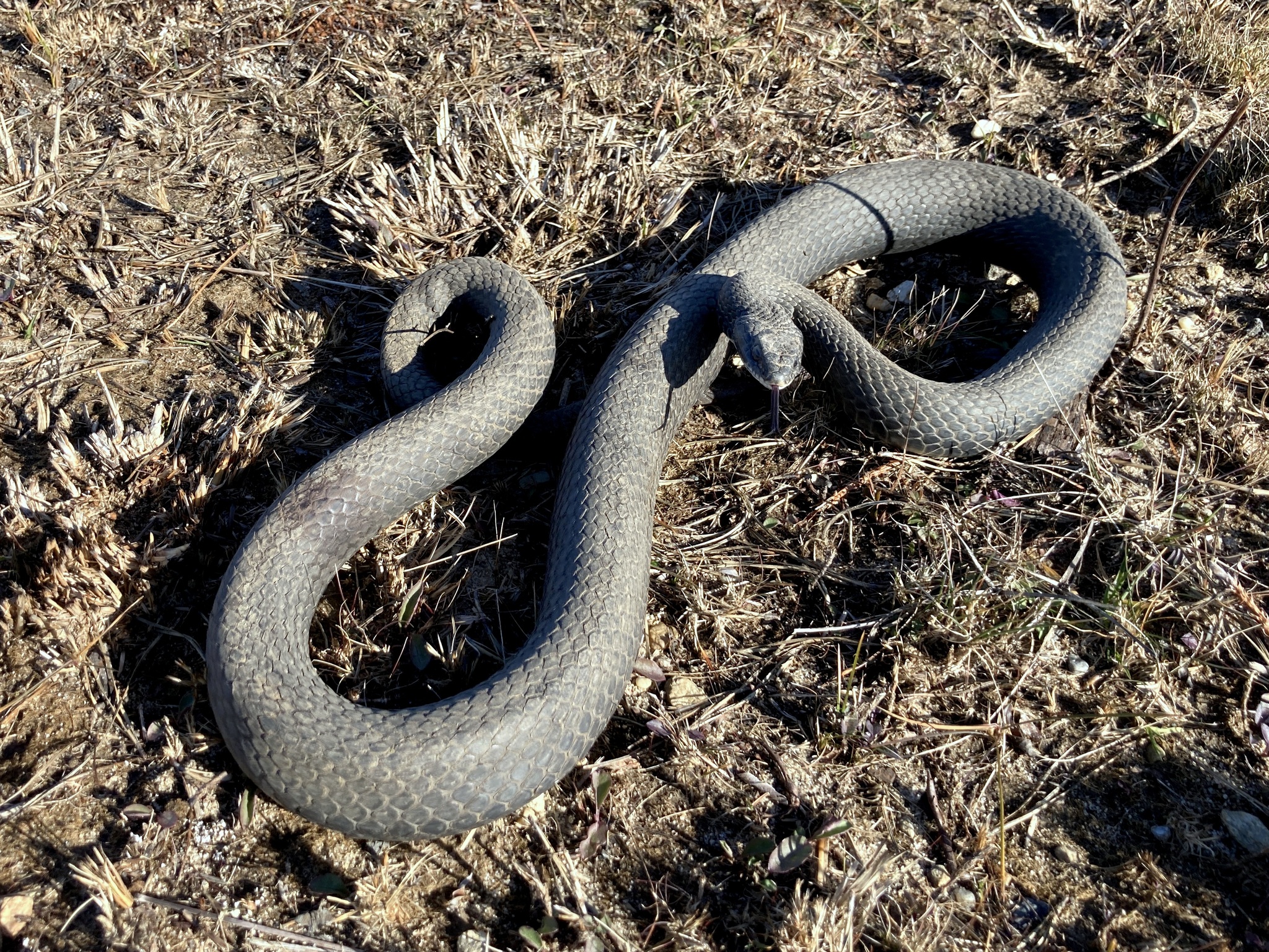 coluber constrictor constrictor 254231987