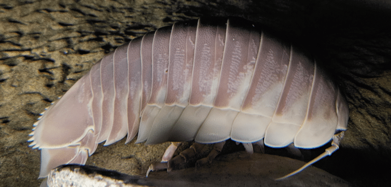 bathynomus giganteus side mba bathynomus giganteus side mba