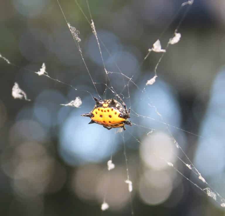 spiny orb weaver on tufted web