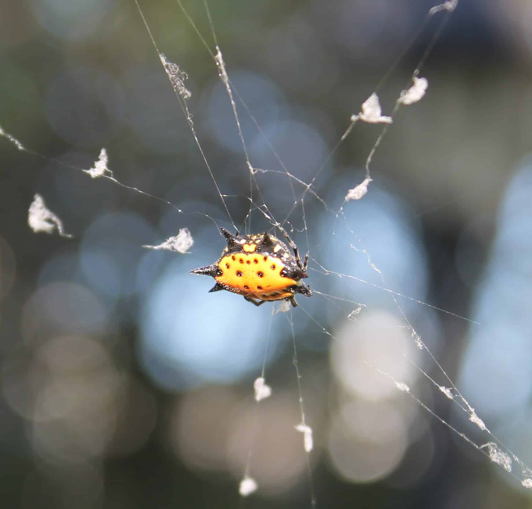 spiny orb weaver on tufted web