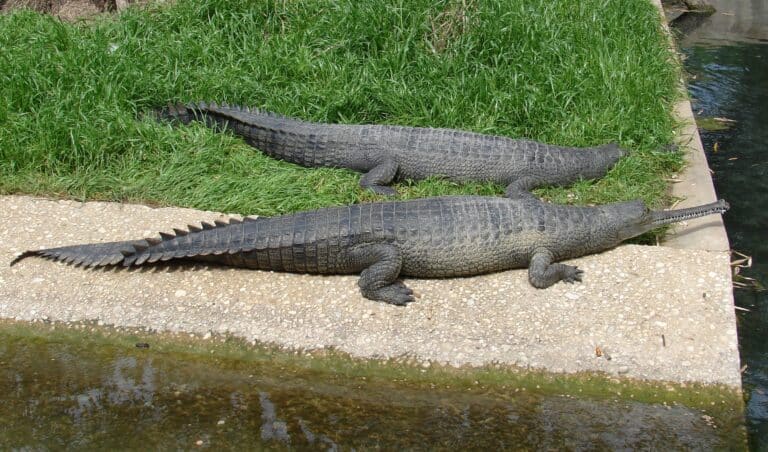 gavialis gangeticus (gharial, gavial)
