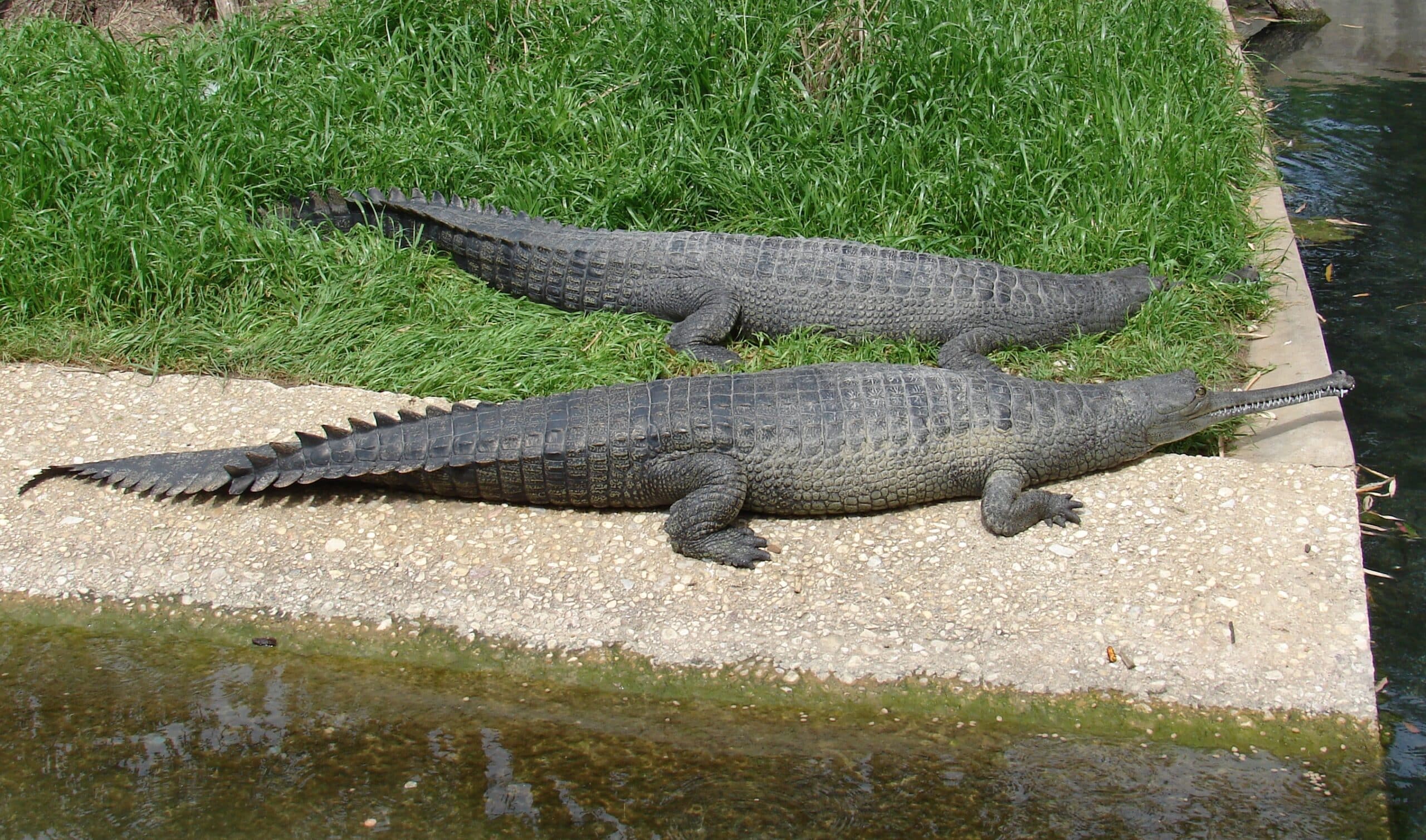 gavialis gangeticus (gharial, gavial)