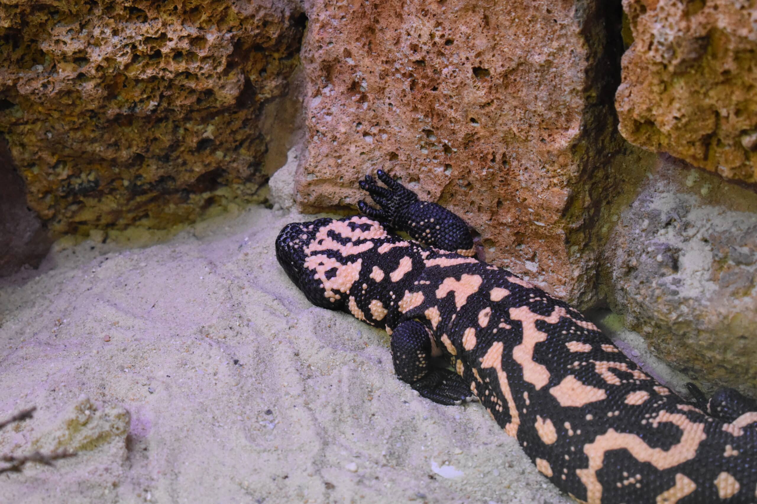 alligator bay heloderma suspectum 02