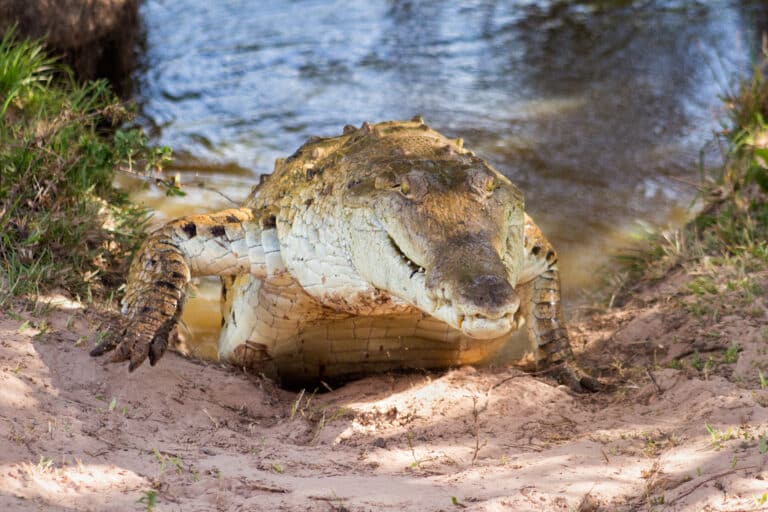 orinoco crocodile cocodrilo del orinoco (crocodylus intermedius)