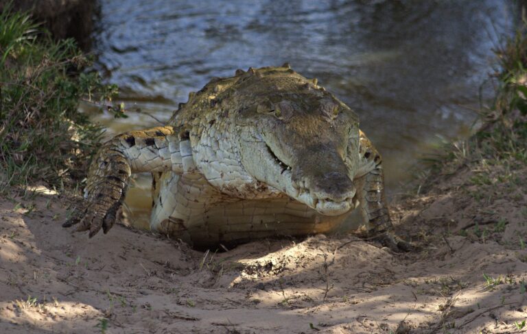 here comes the monster Orinoco Crocodile