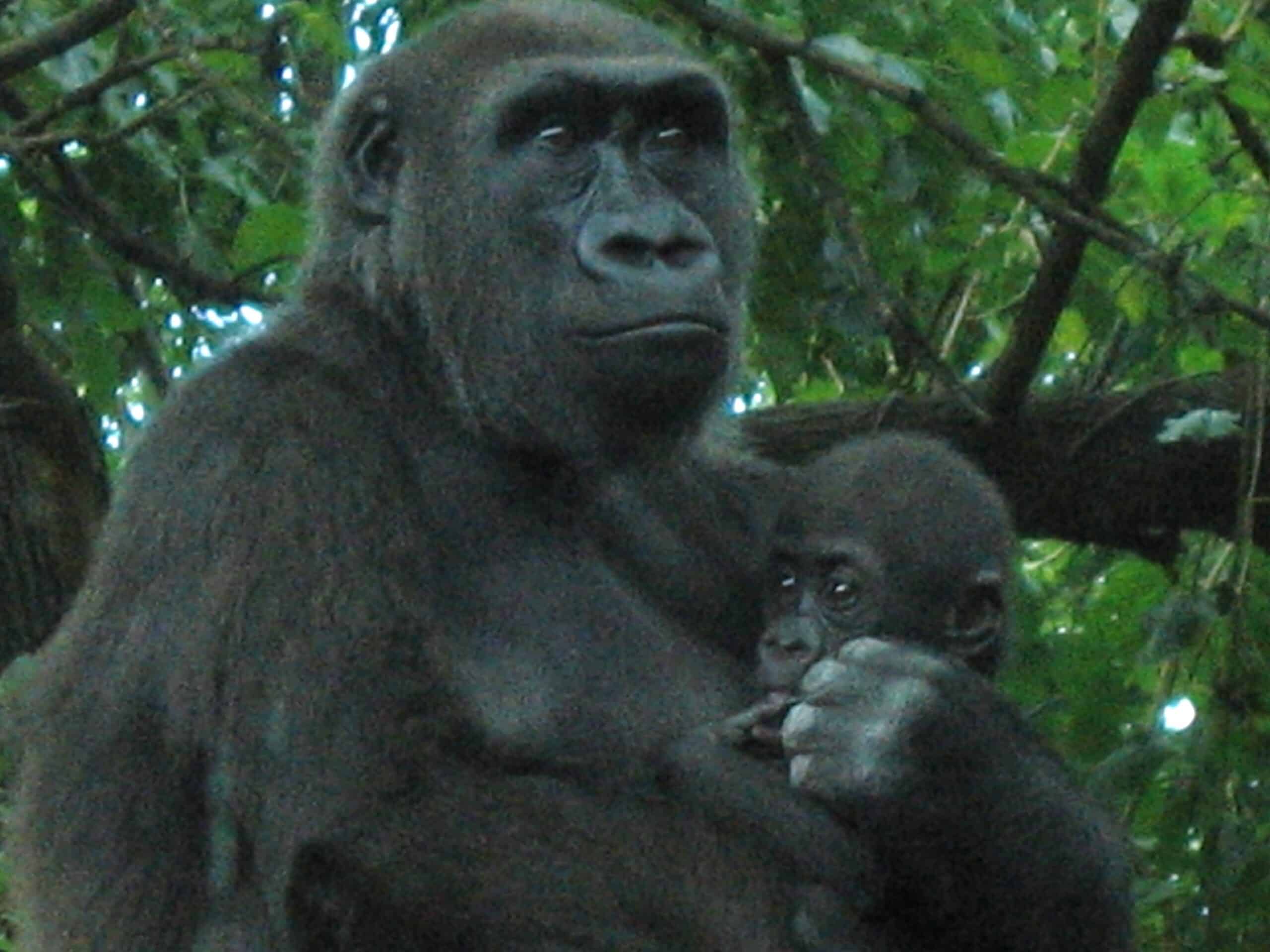 gorilla gorilla at the bronx zoo 006