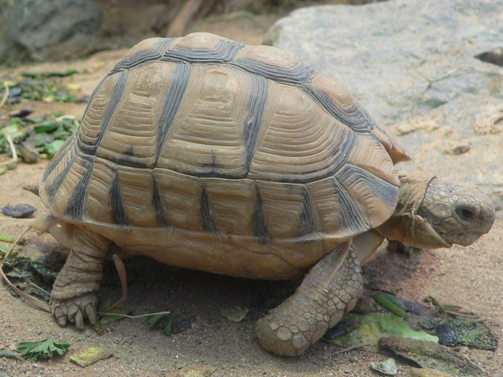 file:testudo kleinmanni 2008 11 02 246.jpg