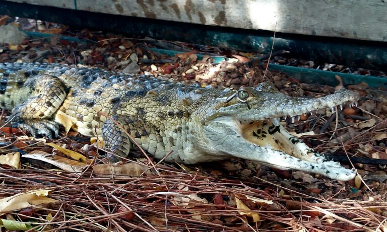 crocodylus intermedius en zoológico de paraguaná