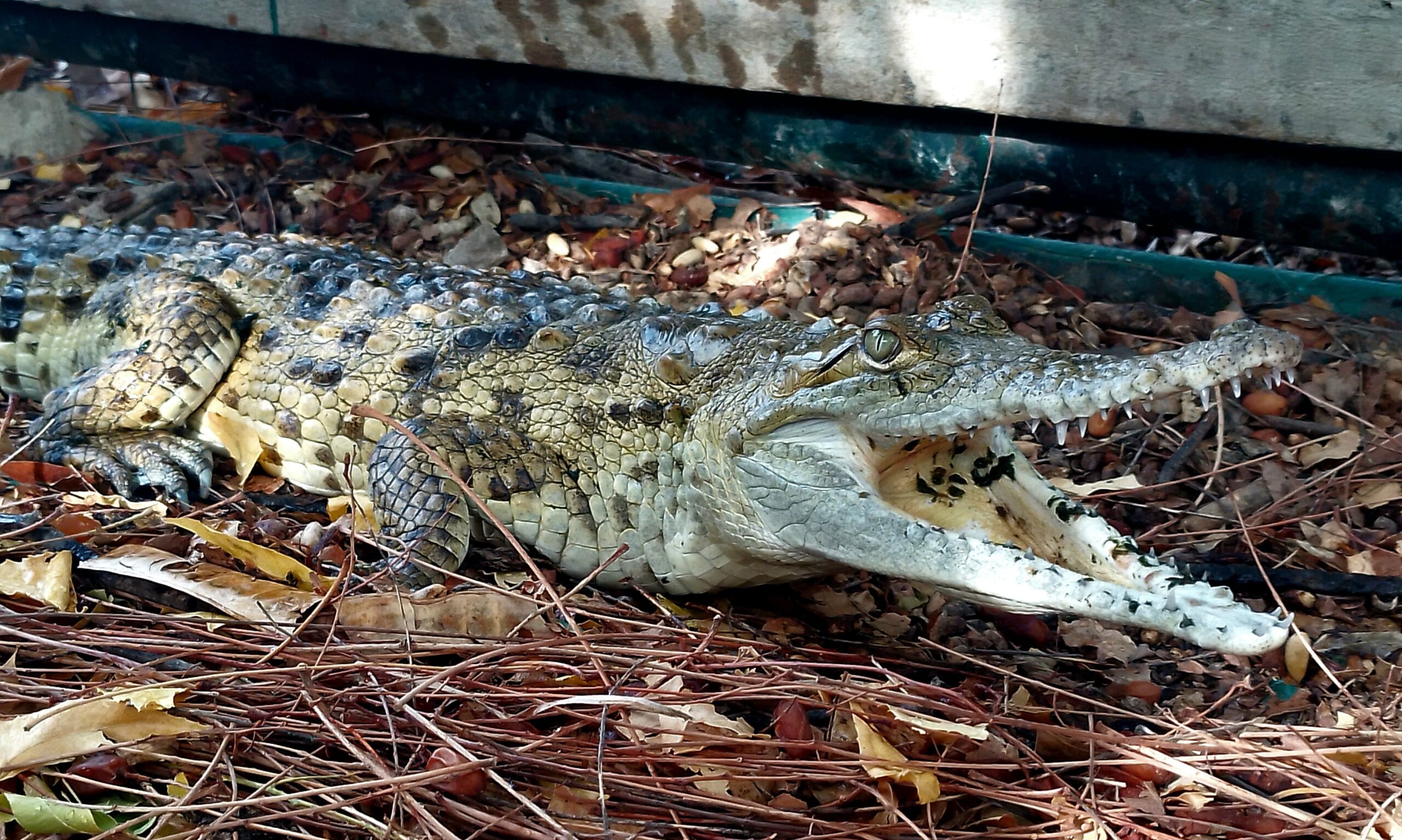 crocodylus intermedius en zoológico de paraguaná