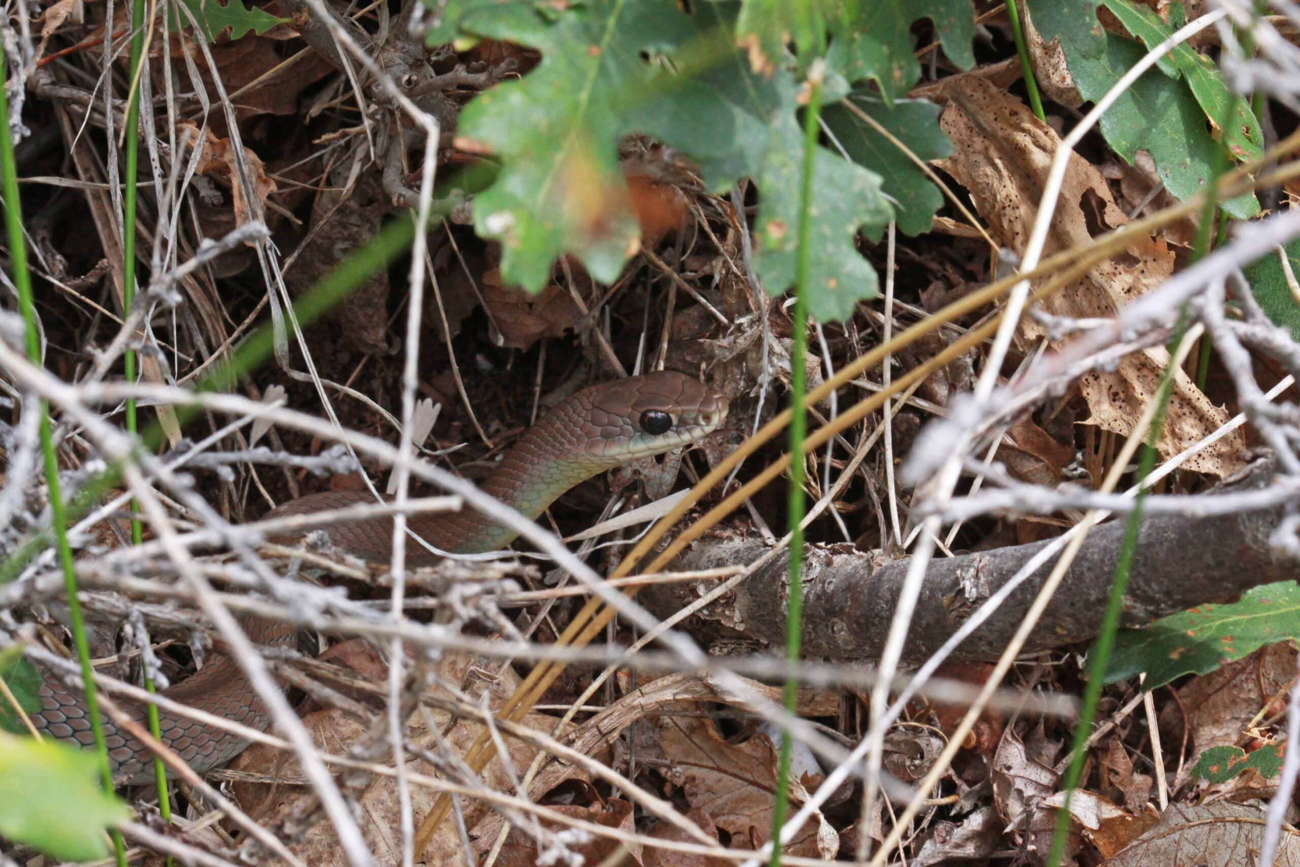 coluber constrictor flickr andrey zharkikh