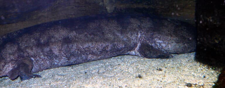 file:chinesischer riesensalamander (andrias davidianus).jpg