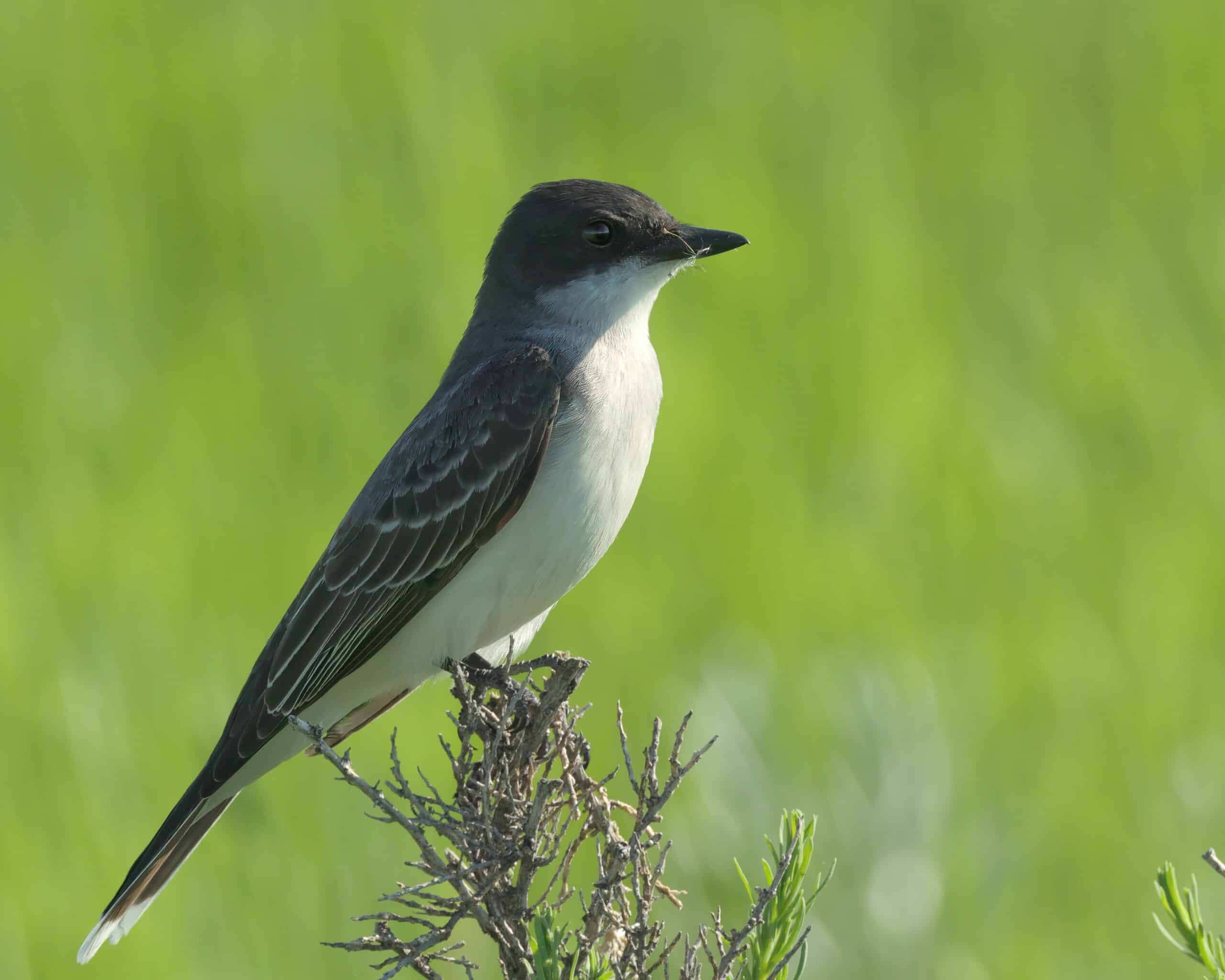 tyrannus tyrannus gnp 02