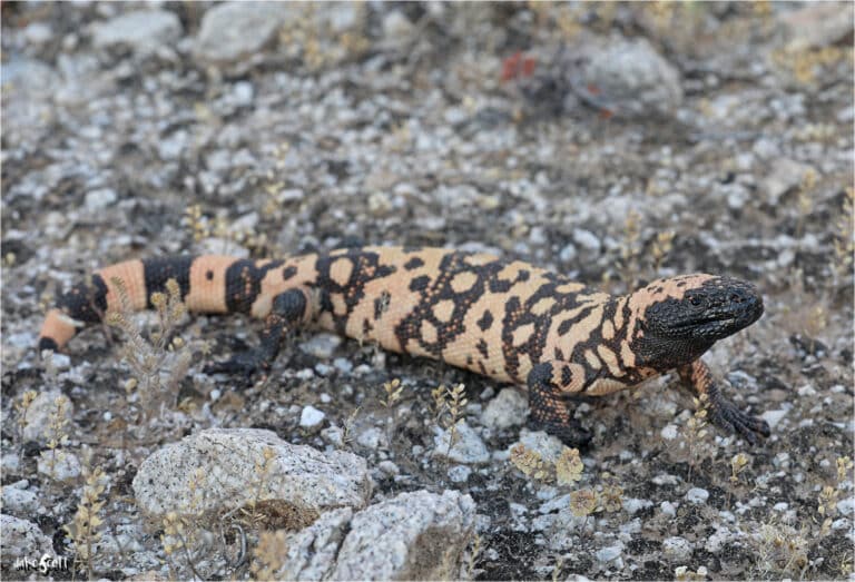 heloderma suspectum cinctum