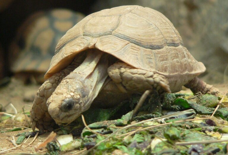 file:testudo kleinmanni 2008 11 02 248 (2).jpg