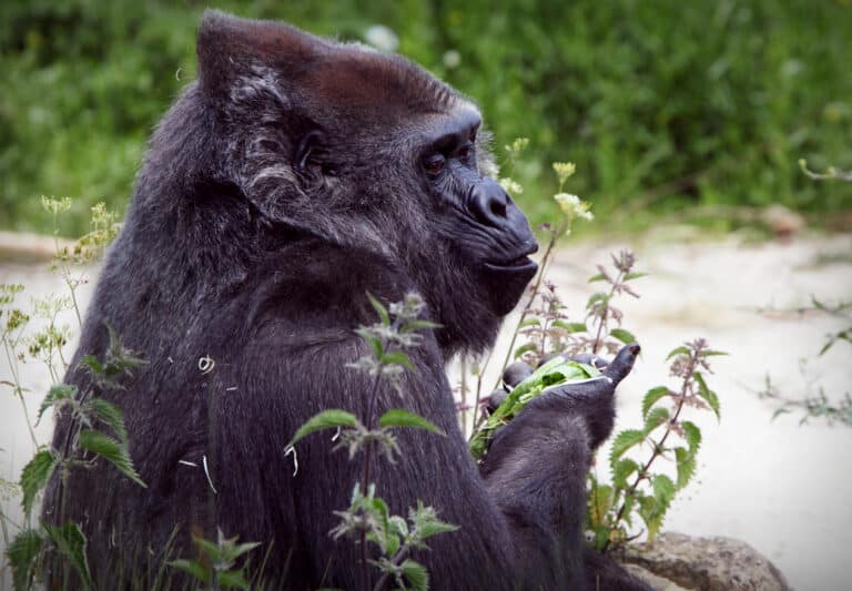 western lowland gorilla at bristol zoo (49979660343)