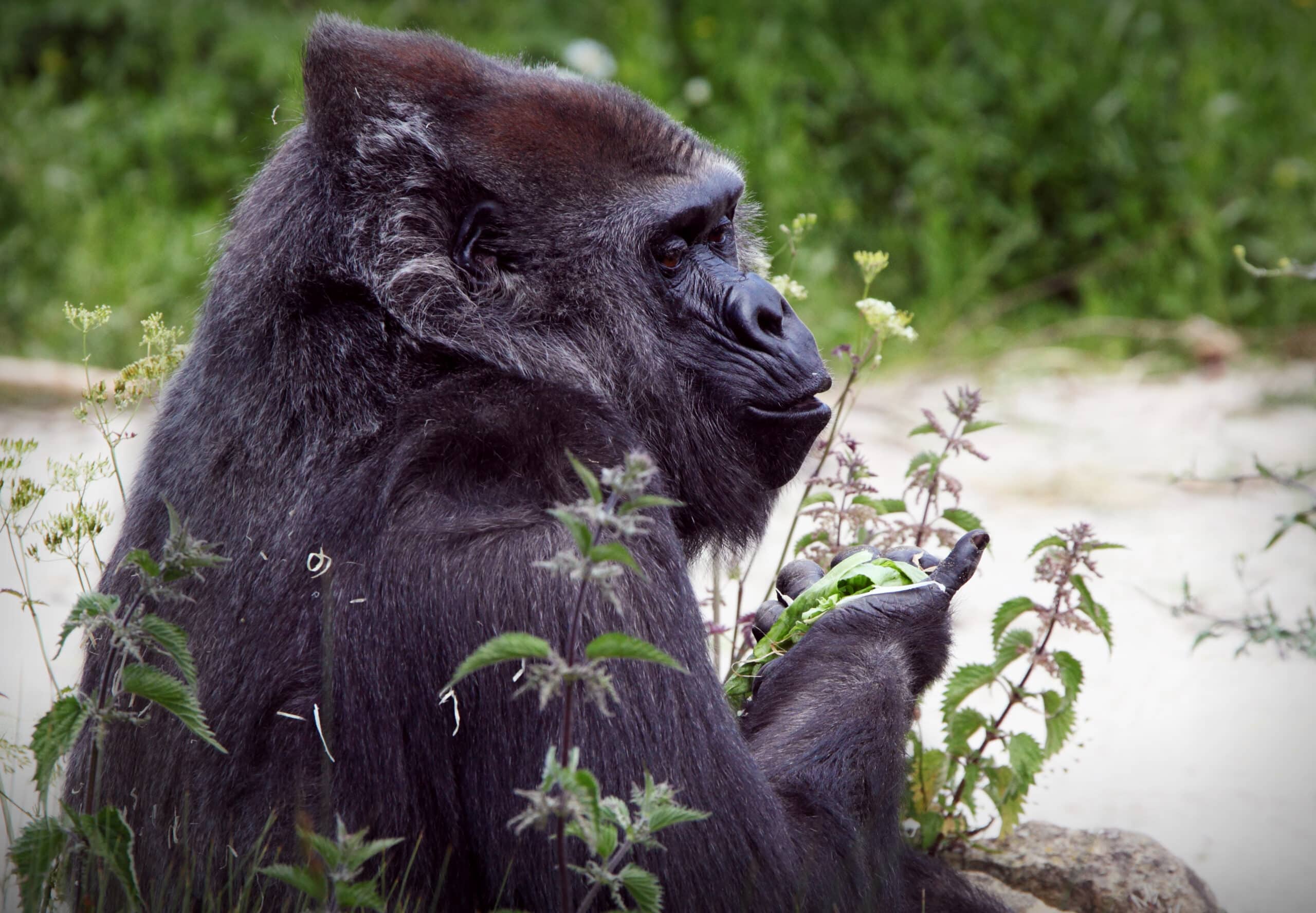 western lowland gorilla at bristol zoo (49979660343)