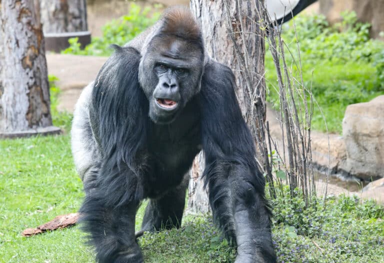 gorilla zoo