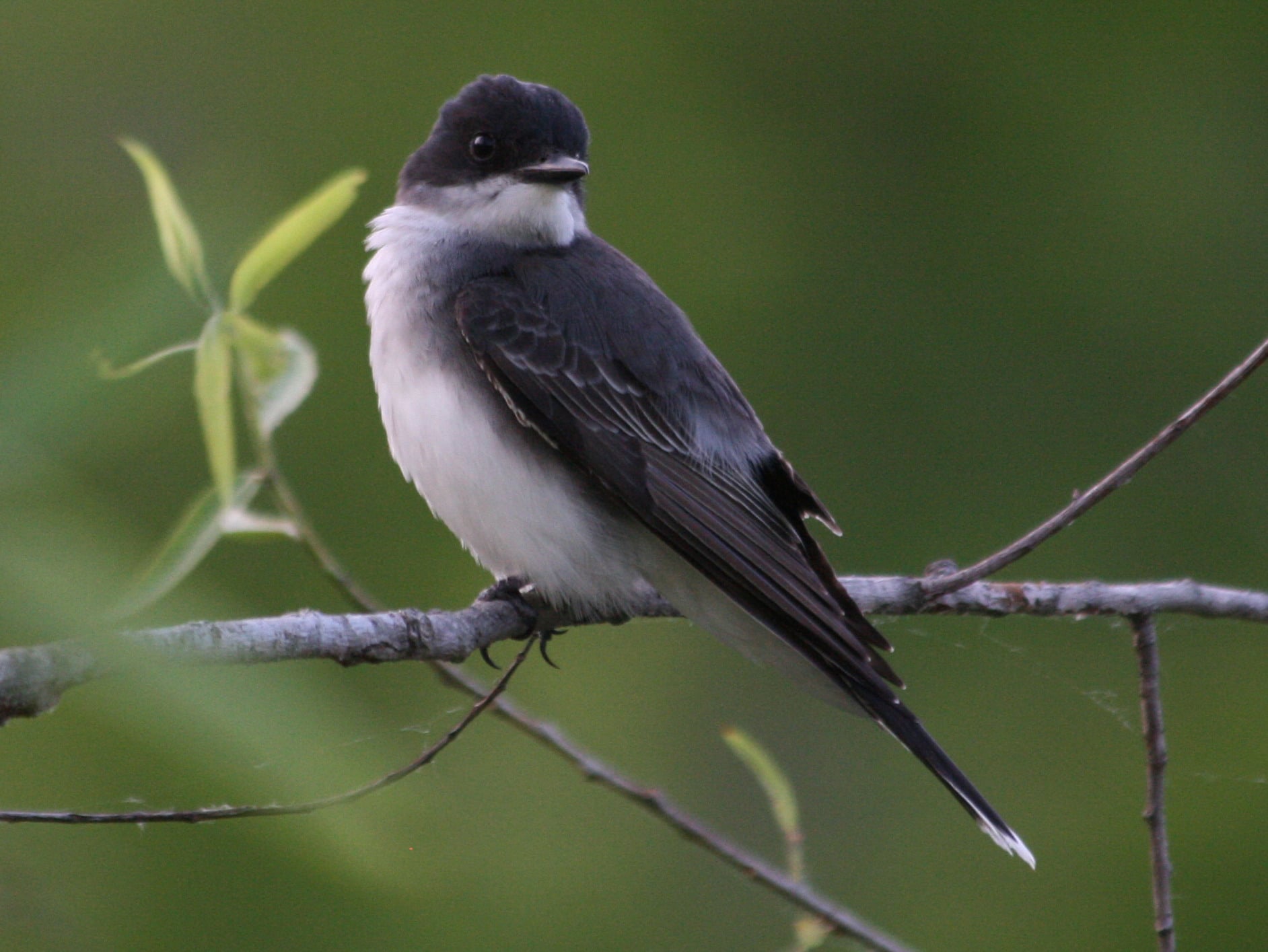 eastern kingbird (tyrannus tyrannus) rwd