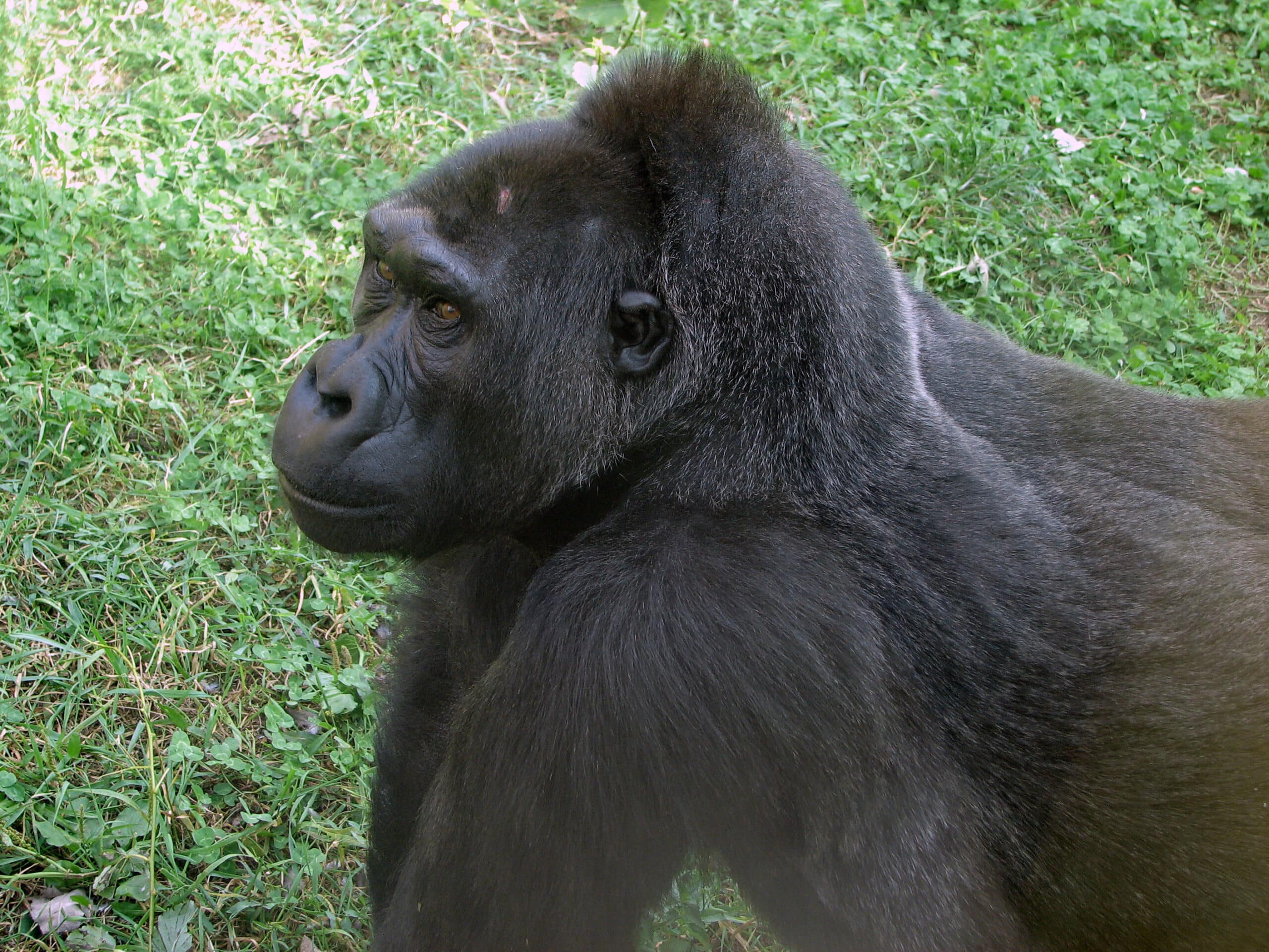 gorilla gorilla 03