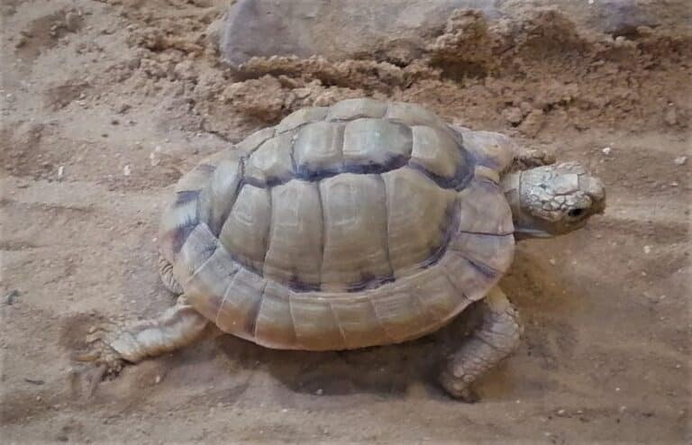 egyptian tortoise testudo kleinmanni at jerusalem biblical zoo by prof dr norman ali khalaf