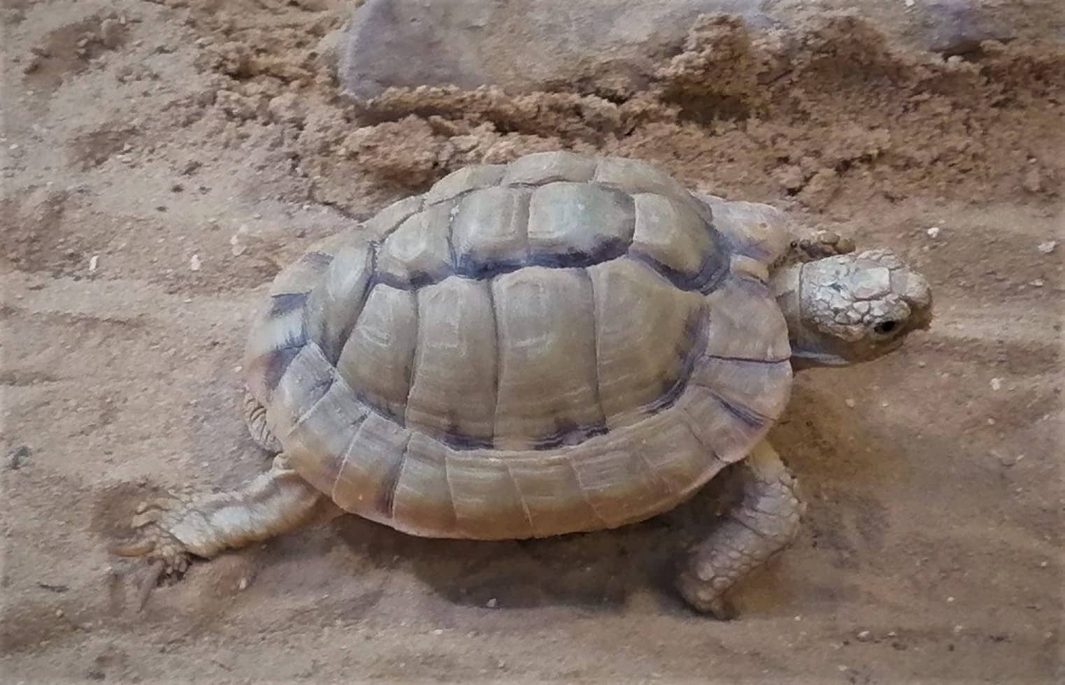 egyptian tortoise testudo kleinmanni at jerusalem biblical zoo by prof dr norman ali khalaf