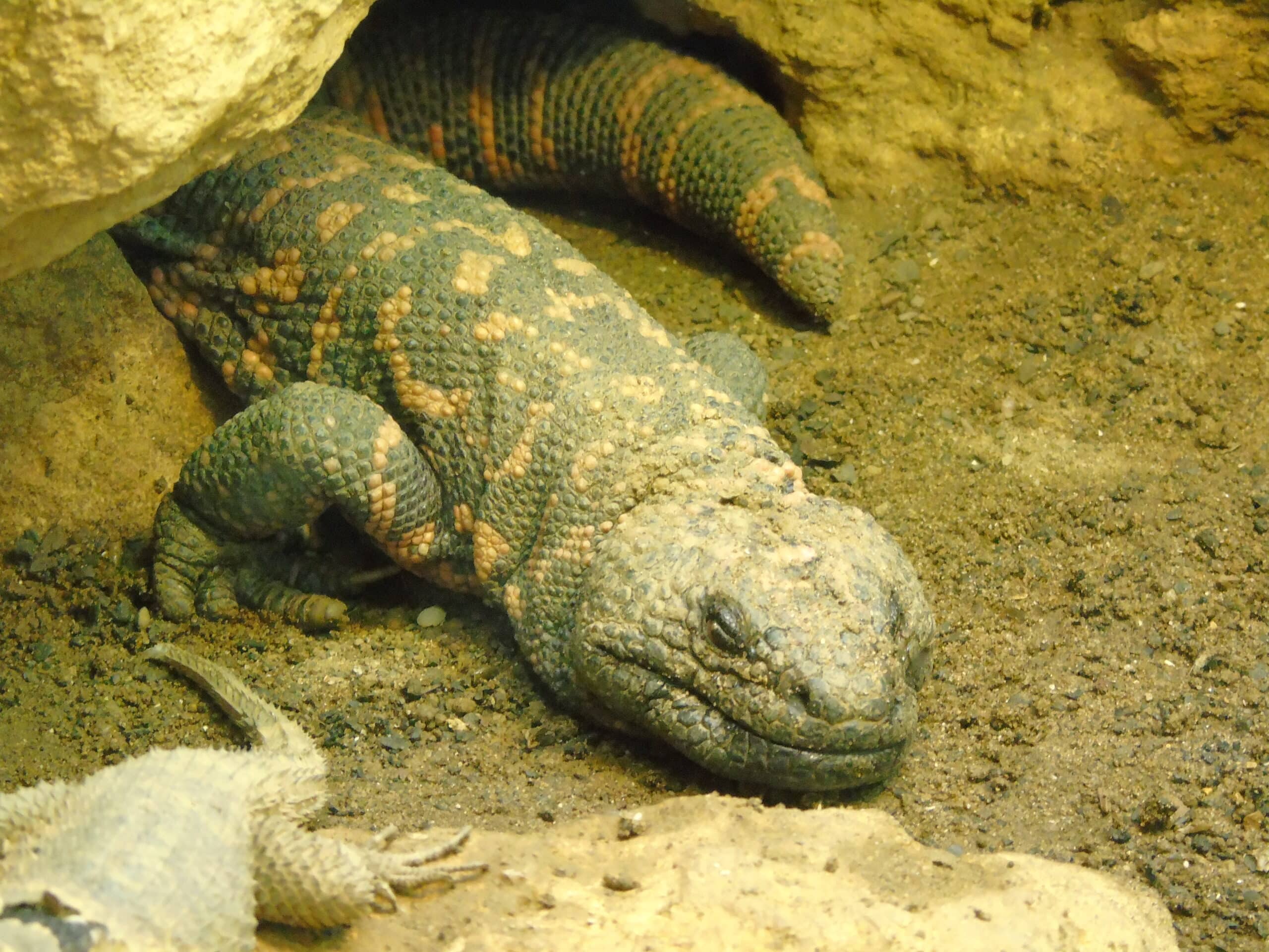 heloderma suspectum suspectum.001 zoo de bristol