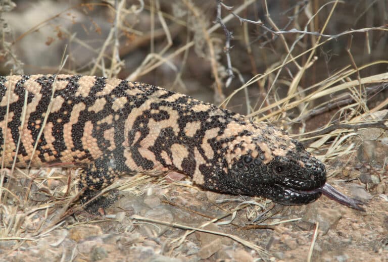 reticulate gila monster (heloderma suspectum) (5 17 11) patagonia lake, scc, az 02 (5731511803)