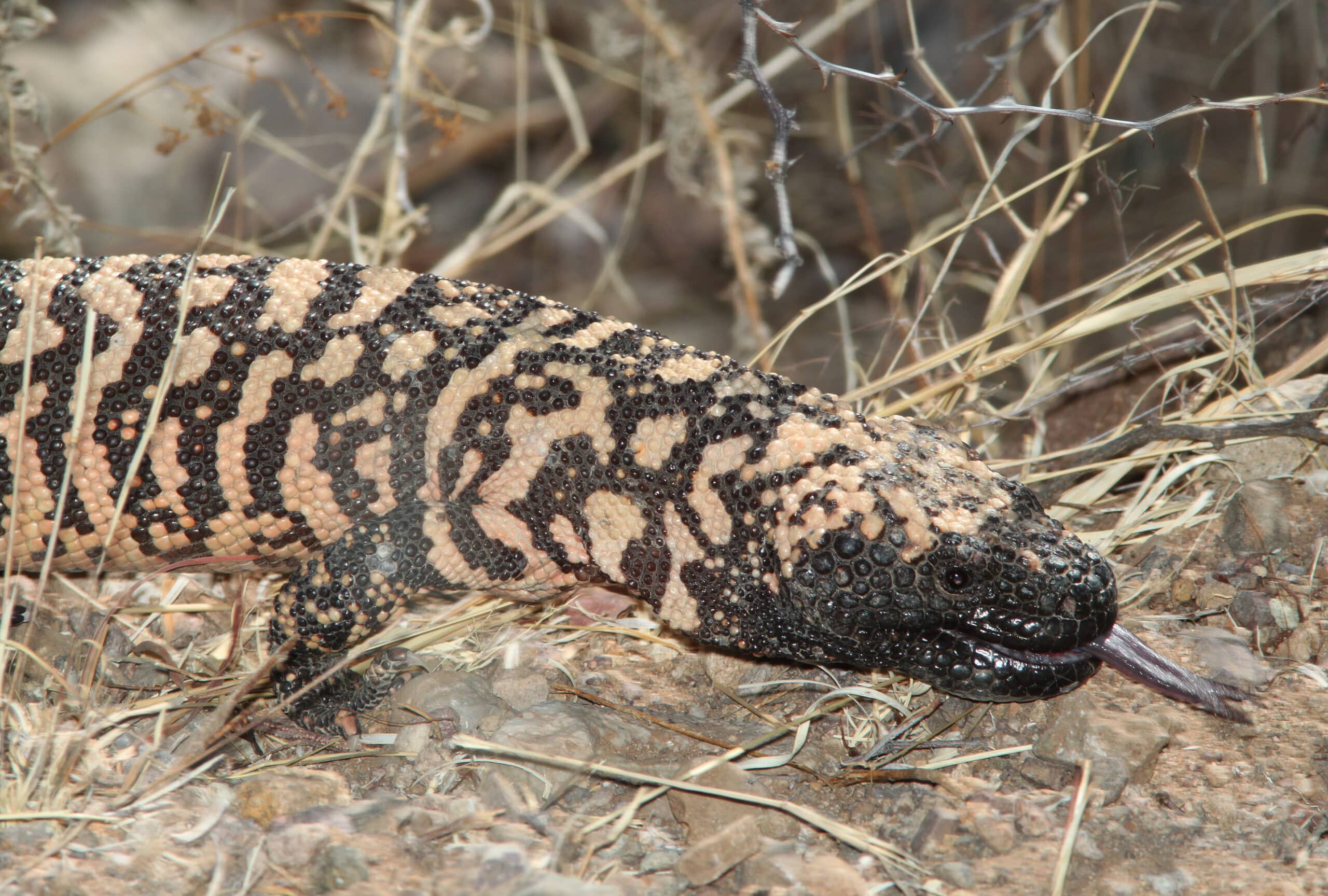 reticulate gila monster (heloderma suspectum) (5 17 11) patagonia lake, scc, az 02 (5731511803)