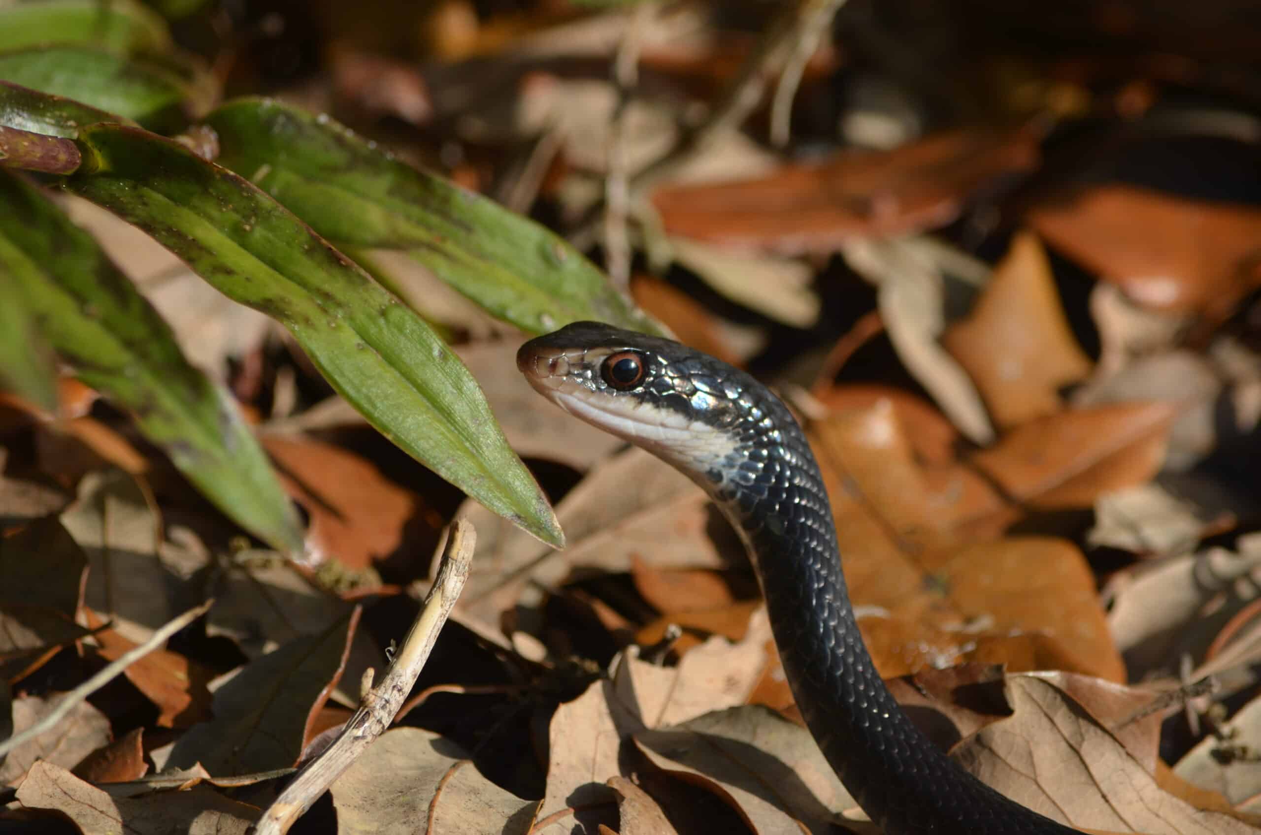 coluber constrictor ssp. priapus (southern black racer)