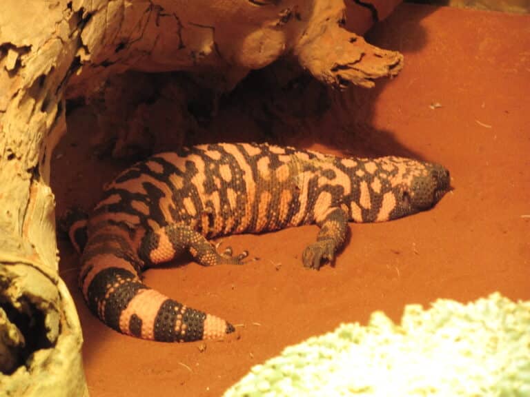 heloderma suspectum 4